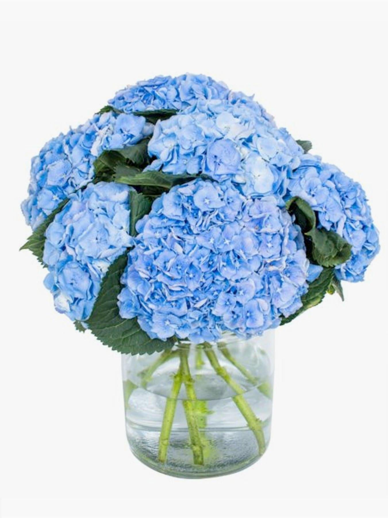 Bright Blue Hydrangea - CherryBlossomDubai.ae