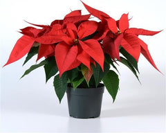 Red Poinsettia (Set of 2)